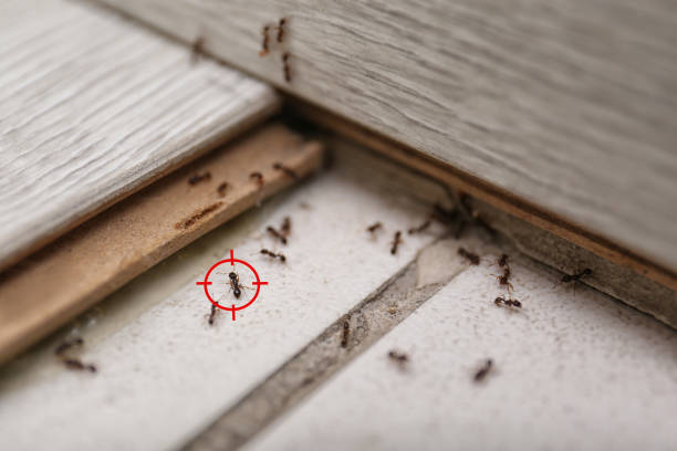 Best Pest Removal Services  in Meridian Village, CO