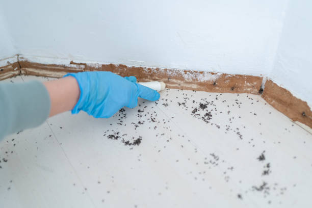 Best Rat Extermination Near Me  in Meridian Village, CO